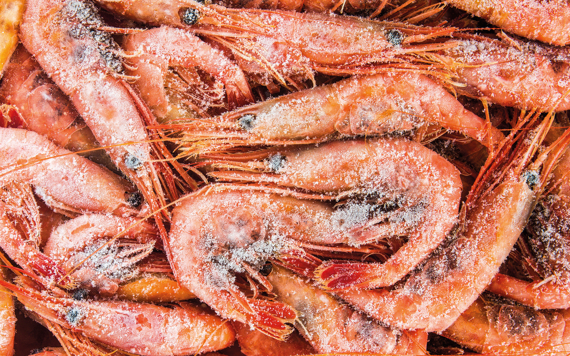 креветки блочной заморозки. правильно разморозить креветки варено мороженные в панцире. королевские креветки неочищенные. креветки сырые очищенные. перемороженные креветки.